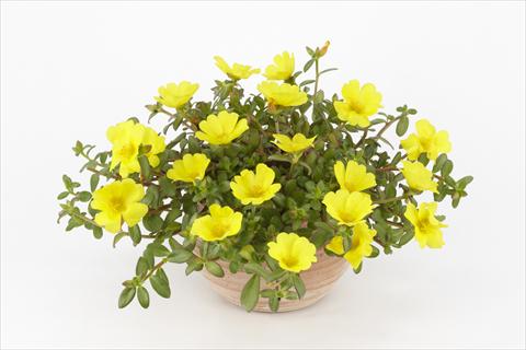 foto van een variëteit aan bloemen, te gebruiken als: Potplant, perkplant, patioplant, korfplant Portulaca Duna® Yellow