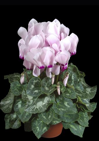 foto van een variëteit aan bloemen, te gebruiken als: Pot Cyclamen persicum Super Serie® XL® F1 Light with Eye