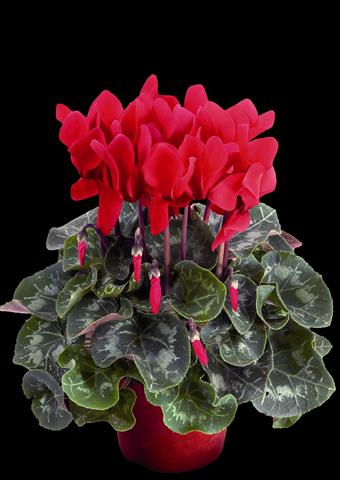 foto van een variëteit aan bloemen, te gebruiken als: Pot Cyclamen persicum Super Serie® XL® F1