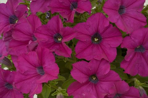foto van een variëteit aan bloemen, te gebruiken als: Potplant, patioplant, korfplant Petunia Purple Ray