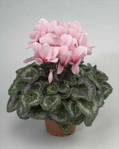 foto van een variëteit aan bloemen, te gebruiken als: Pot - en perkplant Cyclamen persicum Rainier Light Pink with Eye