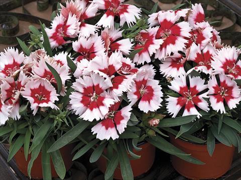 foto van een variëteit aan bloemen, te gebruiken als: Pot - en perkplant Dianthus chinensis Super Parfait Red Peppermint