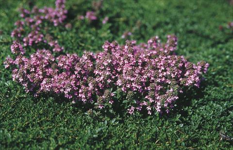 foto van een variëteit aan bloemen, te gebruiken als: Perkplant / Borders Thymus serpyllum Magic Carpet