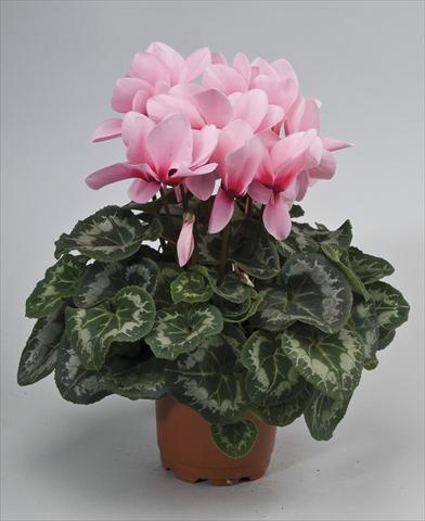 foto van een variëteit aan bloemen, te gebruiken als: Pot - en perkplant Cyclamen persicum Rainier Light Pink Eye
