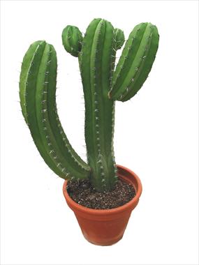 foto van een variëteit aan bloemen, te gebruiken als: Pot Cactus Polaskia chichipe