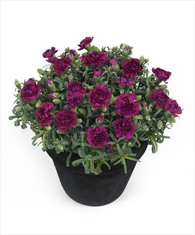 foto van een variëteit aan bloemen, te gebruiken als: Pot Dianthus Tess