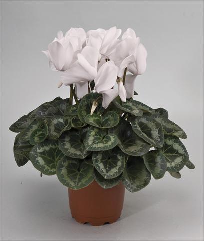 foto van een variëteit aan bloemen, te gebruiken als: Pot - en perkplant Cyclamen persicum Rainier White