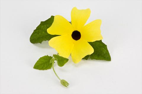 foto van een variëteit aan bloemen, te gebruiken als: Korf / Pot Thumbergia alata Gelb