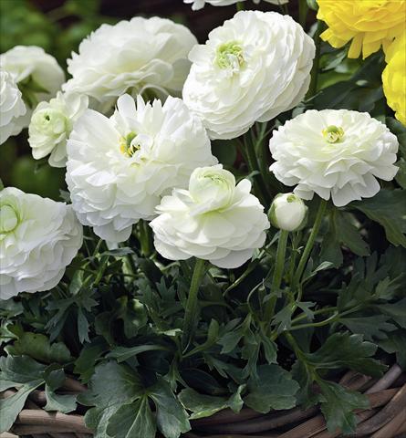 foto van een variëteit aan bloemen, te gebruiken als: Pot Ranunculus asiaticus Magic White