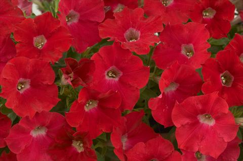 foto van een variëteit aan bloemen, te gebruiken als: Potplant, patioplant, korfplant Petunia Red Ray
