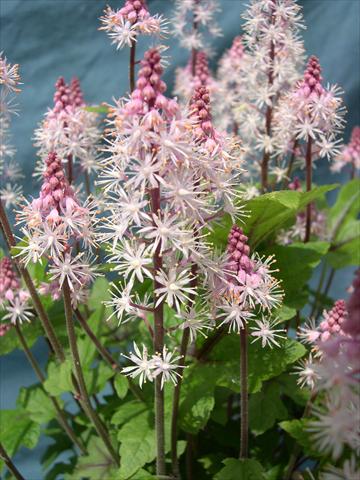 foto van een variëteit aan bloemen, te gebruiken als: Potplant, perkplant, patioplant Tiarella polyphylla Tiarella Snowblanket