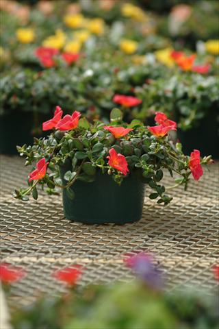 foto van een variëteit aan bloemen, te gebruiken als: Pot - en perkplant Portulaca Toucan Scarlet Shades