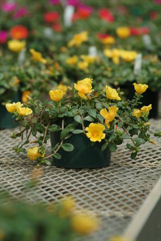 foto van een variëteit aan bloemen, te gebruiken als: Pot - en perkplant Portulaca Toucan Yellow