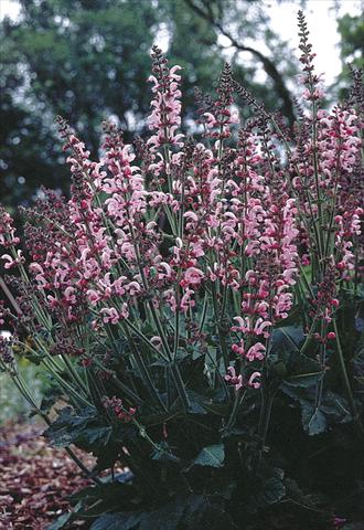foto van een variëteit aan bloemen, te gebruiken als: Perkplant / Borders Salvia pratensis Ballett-Serie Rose Rhapsody