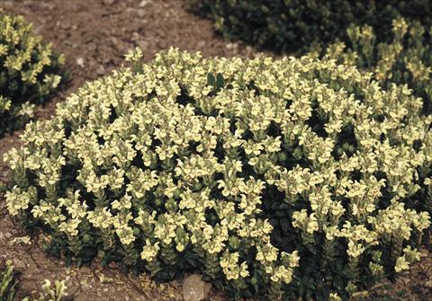 foto van een variëteit aan bloemen, te gebruiken als: Perkplant / Borders Scutellaria alpina Moonbeam