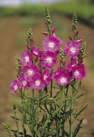 foto van een variëteit aan bloemen, te gebruiken als: Perkplant / Borders Sidalcea malviflora Purpetta