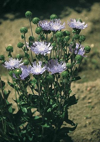 foto van een variëteit aan bloemen, te gebruiken als: Perkplant / Borders Stokesia laevis Omega Skyrocket