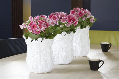 foto van een variëteit aan bloemen, te gebruiken als: Pot Primula obconica Twilly Serie Touch Me® Red-White F1