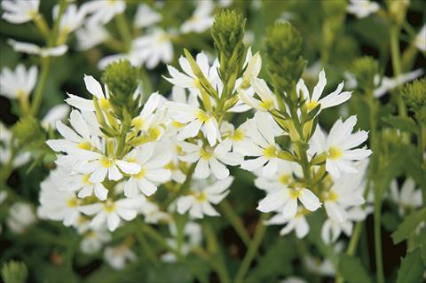foto van een variëteit aan bloemen, te gebruiken als: Patioplant, korfplant Scaevola aemula White Wonder
