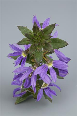 foto van een variëteit aan bloemen, te gebruiken als: Potplant, perkplant, patioplant, korfplant Scaevola aemula Surdiva Blue