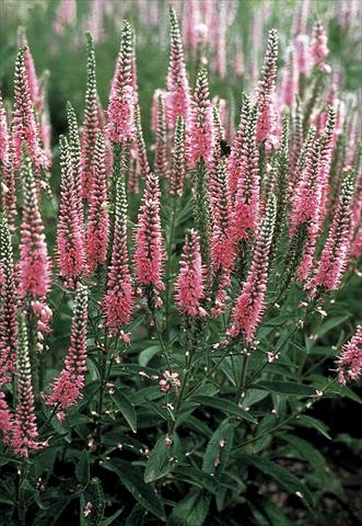 foto van een variëteit aan bloemen, te gebruiken als: Perkplant / Borders Veronica longifolia Pink Shades