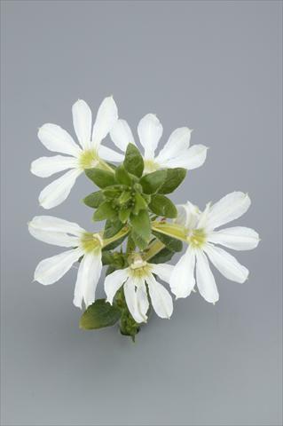 foto van een variëteit aan bloemen, te gebruiken als: Potplant, perkplant, patioplant, korfplant Scaevola aemula Surdiva White