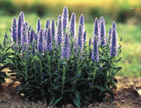 foto van een variëteit aan bloemen, te gebruiken als: Perkplant / Borders Veronica spicata Nana Blauteppich (Blue Carpet)