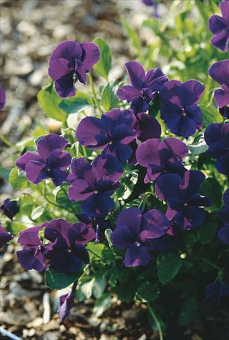 foto van een variëteit aan bloemen, te gebruiken als: Perkplant / Borders Viola cornuta Ulla