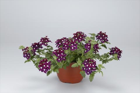 foto van een variëteit aan bloemen, te gebruiken als: Patioplant, korfplant Verbena hybrida Temari® Burgundy Eye