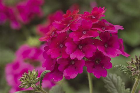 foto van een variëteit aan bloemen, te gebruiken als: Potplant, perkplant, patioplant, korfplant Verbena Lanai® Raspberry