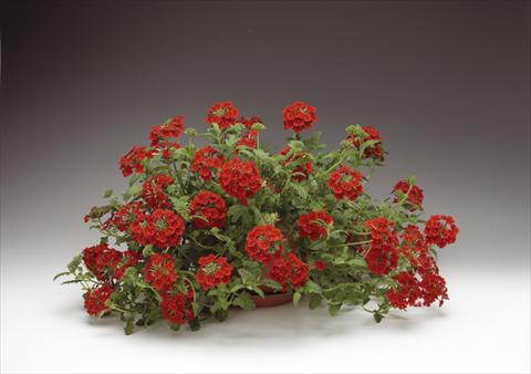 foto van een variëteit aan bloemen, te gebruiken als: Potplant, perkplant, patioplant, korfplant Verbena Lanai® Early Scarlet