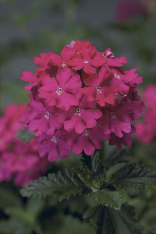 foto van een variëteit aan bloemen, te gebruiken als: Potplant, perkplant, patioplant, korfplant Verbena Lanai® Hot Pink