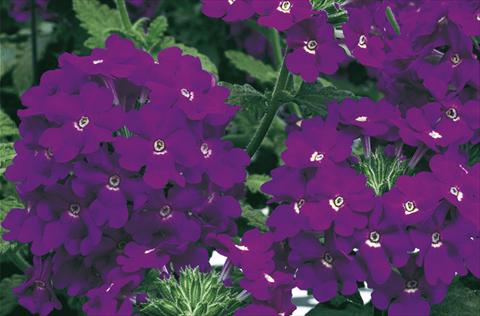 foto van een variëteit aan bloemen, te gebruiken als: Potplant, perkplant, patioplant, korfplant Verbena Lanai® Blue