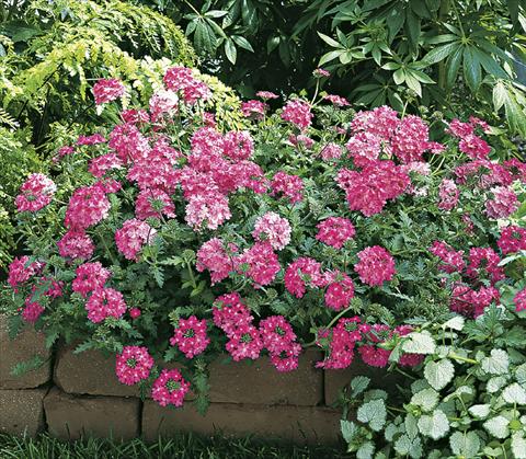 foto van een variëteit aan bloemen, te gebruiken als: Potplant, perkplant, patioplant, korfplant Verbena Lanai® Bright Pink