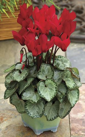 foto van een variëteit aan bloemen, te gebruiken als: Pot - en perkplant Cyclamen persicum SilverHeart Scarlet