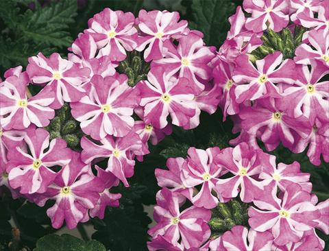 foto van een variëteit aan bloemen, te gebruiken als: Potplant, perkplant, patioplant, korfplant Verbena Lanai® Lavender Sta