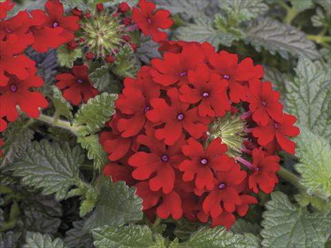 foto van een variëteit aan bloemen, te gebruiken als: Potplant, perkplant, patioplant, korfplant Verbena Lanai® Red