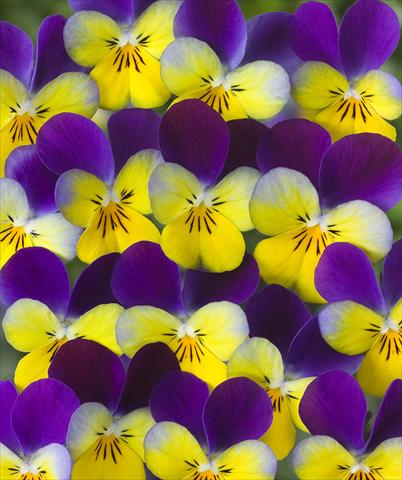 foto van een variëteit aan bloemen, te gebruiken als: Potplant, perkplant, patioplant Viola x williamsii F.1 Carpet Antique Purple Yellow F1