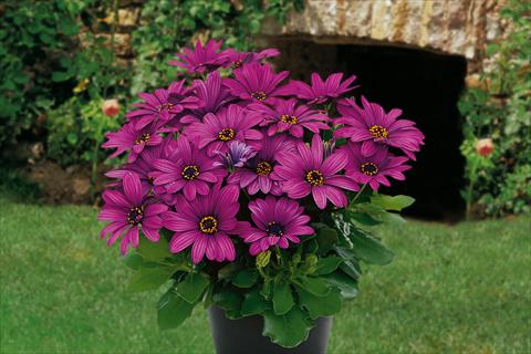 foto van een variëteit aan bloemen, te gebruiken als: Potplant, perkplant, patioplant, korfplant Osteospermum Springstar Magenta