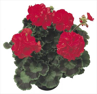 foto van een variëteit aan bloemen, te gebruiken als: Patioplant, potplant Pelargonium zonale Polaris