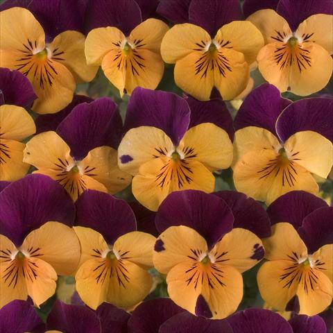 foto van een variëteit aan bloemen, te gebruiken als: Potplant, perkplant, patioplant Viola x williamsiana Floral Power Orange Red Wing F1