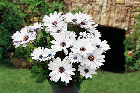 foto van een variëteit aan bloemen, te gebruiken als: Potplant, perkplant, patioplant, korfplant Osteospermum Springstar White