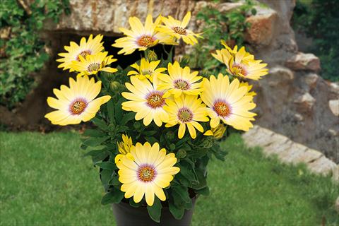 foto van een variëteit aan bloemen, te gebruiken als: Potplant, perkplant, patioplant, korfplant Osteospermum Springstar Yellow