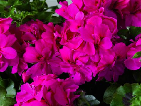 foto van een variëteit aan bloemen, te gebruiken als: Patioplant, potplant Pelargonium zonale Starbright India