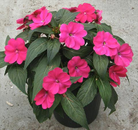 foto van een variëteit aan bloemen, te gebruiken als: Pot - en perkplant Impatiens N. Guinea SunPatiens® Compact Magenta