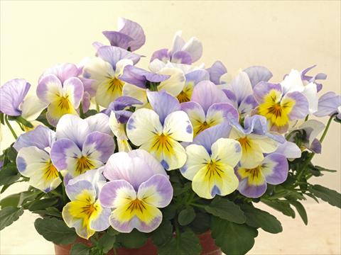 foto van een variëteit aan bloemen, te gebruiken als: Pot - en perkplant Viola cornuta Caramel Innocence Angelo