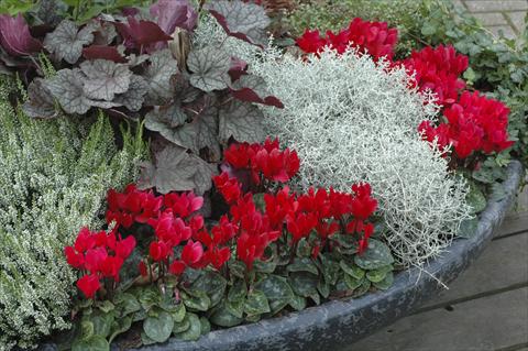 foto van een variëteit aan bloemen, te gebruiken als: Patioplant, potplant Cyclamen persicum Super Serie® Mini Winter™ F1 Red