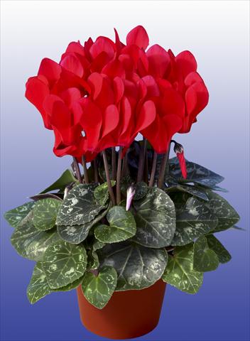 foto van een variëteit aan bloemen, te gebruiken als: Pot Cyclamen persicum Super Serie® Mini Winter™ F1 Red
