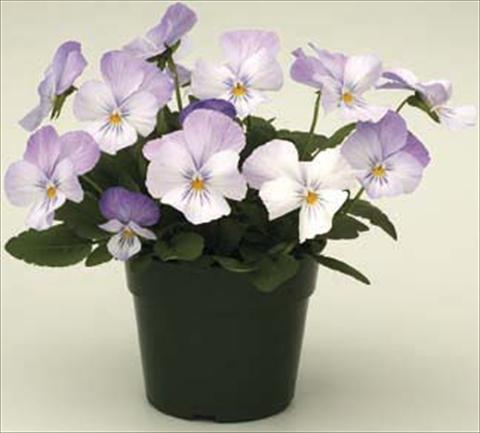 foto van een variëteit aan bloemen, te gebruiken als: Pot - en perkplant Viola cornuta Velocity Baby Blue