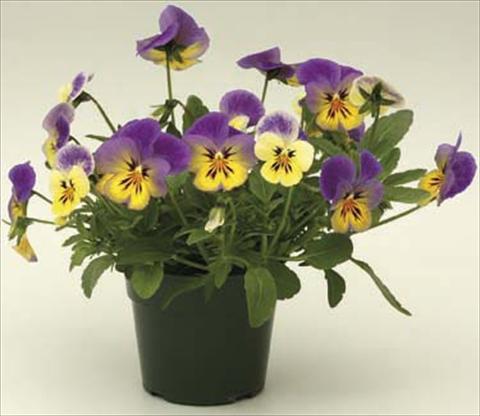 foto van een variëteit aan bloemen, te gebruiken als: Pot - en perkplant Viola cornuta Velocity Lemon